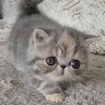 chaton Exotic Shorthair blue tortie blotched tabby Collier rouge Chatterie Katzarolli