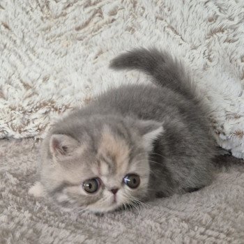 chaton Exotic Shorthair blue tortie blotched tabby Collier rouge Chatterie Katzarolli