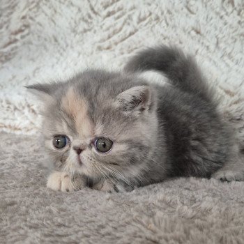 chaton Exotic Shorthair blue tortie blotched tabby Collier rouge Chatterie Katzarolli