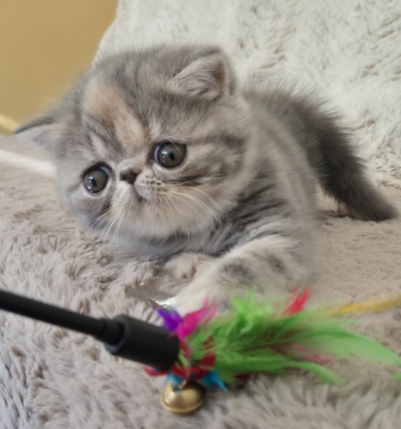 Api Femelle Exotic Shorthair
