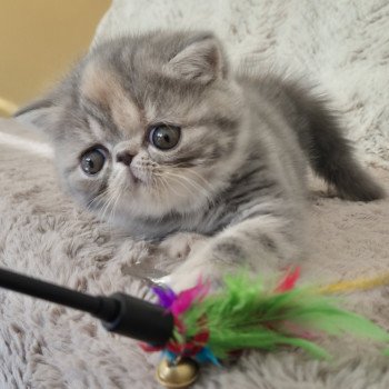 chaton Exotic Shorthair blue tortie blotched tabby Api Chatterie Katzarolli