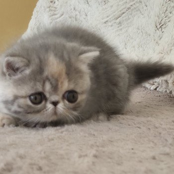 chaton Exotic Shorthair blue tortie blotched tabby Api Chatterie Katzarolli
