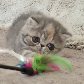 chaton Exotic Shorthair blue tortie blotched tabby Api Chatterie Katzarolli
