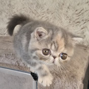 chaton Exotic Shorthair blue tortie blotched tabby Api Chatterie Katzarolli