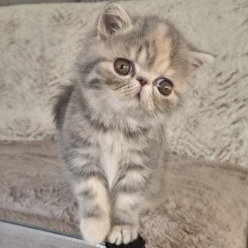 chaton Exotic Shorthair blue tortie blotched tabby Api Chatterie Katzarolli