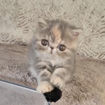 chaton Exotic Shorthair blue tortie blotched tabby Api Chatterie Katzarolli