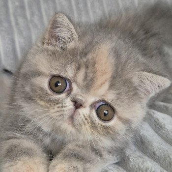chaton Exotic Shorthair blue tortie blotched tabby Api Chatterie Katzarolli