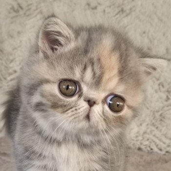 chaton Exotic Shorthair blue tortie blotched tabby Api Chatterie Katzarolli