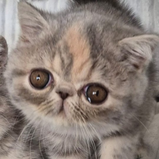 Api Femelle Exotic Shorthair
