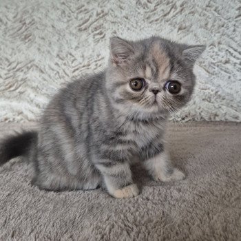 chaton Exotic Shorthair blue tortie blotched tabby Api Chatterie Katzarolli