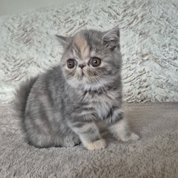 chaton Exotic Shorthair blue tortie blotched tabby Api Chatterie Katzarolli