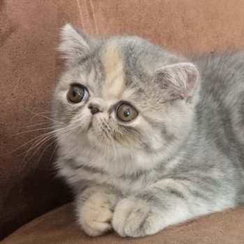 chaton Exotic Shorthair blue tortie blotched tabby Api Chatterie Katzarolli