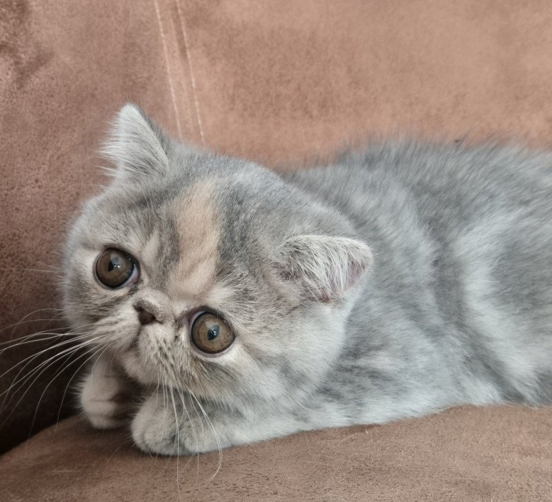 Api Femelle Exotic Shorthair