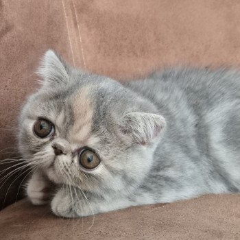 chaton Exotic Shorthair blue tortie blotched tabby Api Chatterie Katzarolli