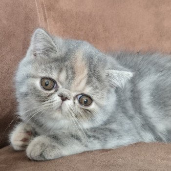 chaton Exotic Shorthair blue tortie blotched tabby Api Chatterie Katzarolli