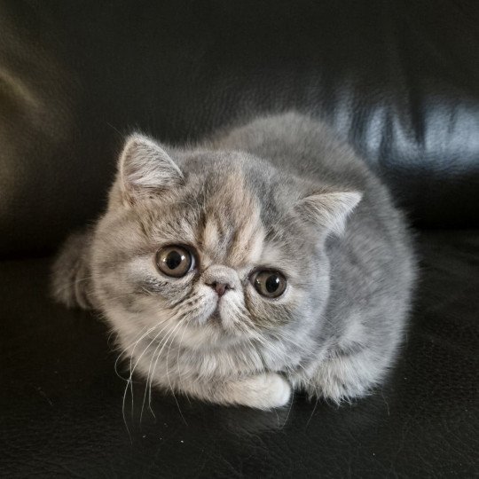 Api Femelle Exotic Shorthair