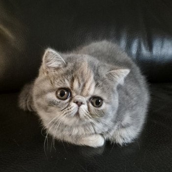 chaton Exotic Shorthair blue tortie blotched tabby Api Chatterie Katzarolli