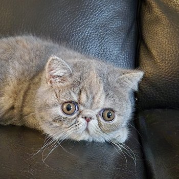 chaton Exotic Shorthair blue tortie blotched tabby Api Chatterie Katzarolli