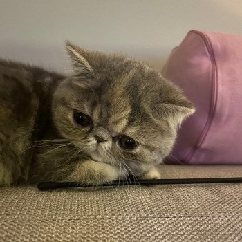 chaton Exotic Shorthair blue tortie blotched tabby Api Chatterie Katzarolli