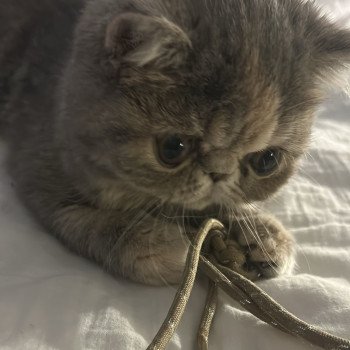 chaton Exotic Shorthair blue tortie blotched tabby Api Chatterie Katzarolli
