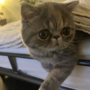 chaton Exotic Shorthair blue tortie blotched tabby Api Chatterie Katzarolli