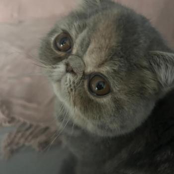 chaton Exotic Shorthair blue tortie blotched tabby Api Chatterie Katzarolli