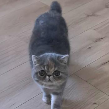 chaton Exotic Shorthair blue tortie blotched tabby Api Chatterie Katzarolli