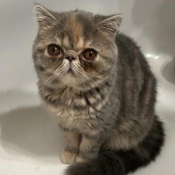 chaton Exotic Shorthair blue tortie blotched tabby Api Chatterie Katzarolli