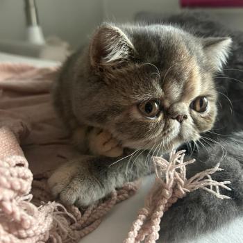 chaton Exotic Shorthair blue tortie blotched tabby Api Chatterie Katzarolli