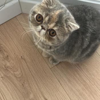 chaton Exotic Shorthair blue tortie blotched tabby Api Chatterie Katzarolli