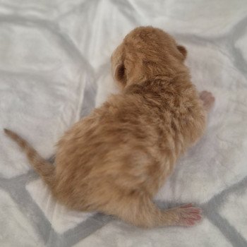 chaton Exotic Shorthair red spotted tabby Chatterie Katzarolli chaton Exotic Shorthair red spotted tabby Chatterie Katzarolli