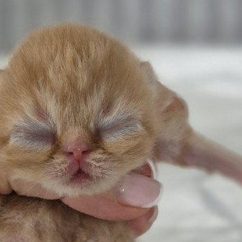 chaton Exotic Shorthair red spotted tabby A..... Chatterie Katzarolli chaton Exotic Shorthair red spotted tabby A..... Chatterie Katzarolli