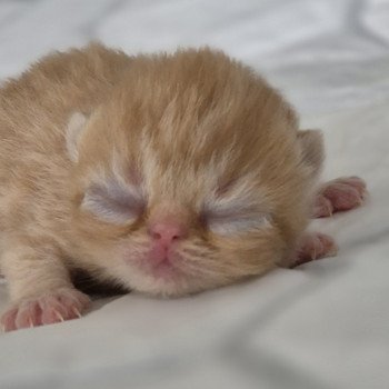 chaton Exotic Shorthair red spotted tabby A..... Chatterie Katzarolli chaton Exotic Shorthair red spotted tabby A..... Chatterie Katzarolli