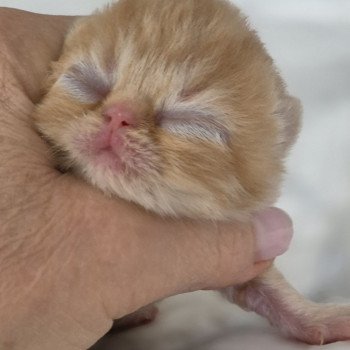 chaton Exotic Shorthair red spotted tabby A..... Chatterie Katzarolli chaton Exotic Shorthair red spotted tabby A..... Chatterie Katzarolli