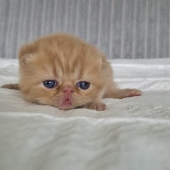chaton Exotic Shorthair red spotted tabby A..... Chatterie Katzarolli
