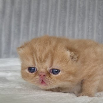 chaton Exotic Shorthair red spotted tabby A..... Chatterie Katzarolli