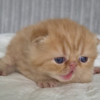 chaton Exotic Shorthair red spotted tabby A..... Chatterie Katzarolli