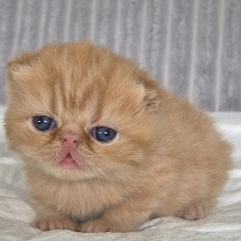 chaton Exotic Shorthair red spotted tabby A..... Chatterie Katzarolli