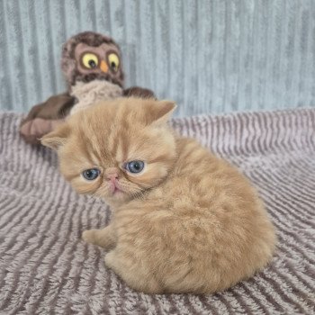 chaton Exotic Shorthair red spotted tabby A..... Chatterie Katzarolli