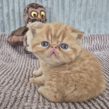 chaton Exotic Shorthair red spotted tabby A..... Chatterie Katzarolli