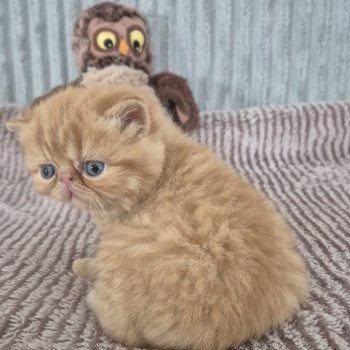 chaton Exotic Shorthair red spotted tabby A..... Chatterie Katzarolli