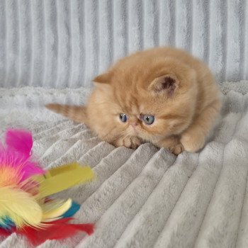 chaton Exotic Shorthair red spotted tabby A..... Chatterie Katzarolli
