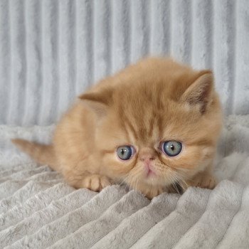 chaton Exotic Shorthair red spotted tabby A..... Chatterie Katzarolli