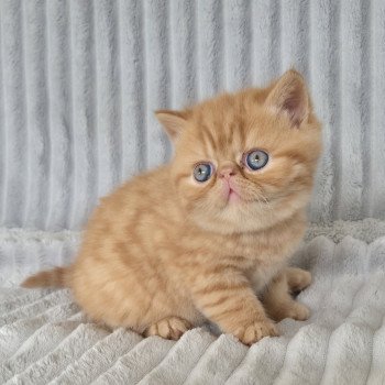 chaton Exotic Shorthair red spotted tabby A..... Chatterie Katzarolli