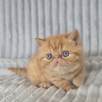 chaton Exotic Shorthair red spotted tabby A..... Chatterie Katzarolli