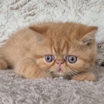 chaton Exotic Shorthair red spotted tabby A..... Chatterie Katzarolli