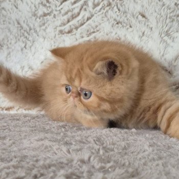 chaton Exotic Shorthair red spotted tabby A..... Chatterie Katzarolli