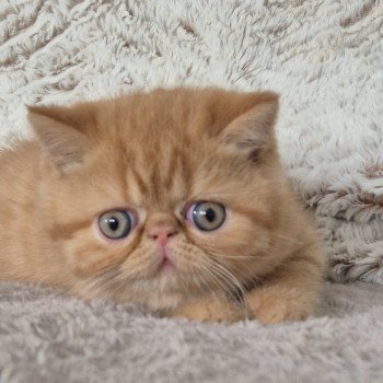chaton Exotic Shorthair red spotted tabby A..... Chatterie Katzarolli