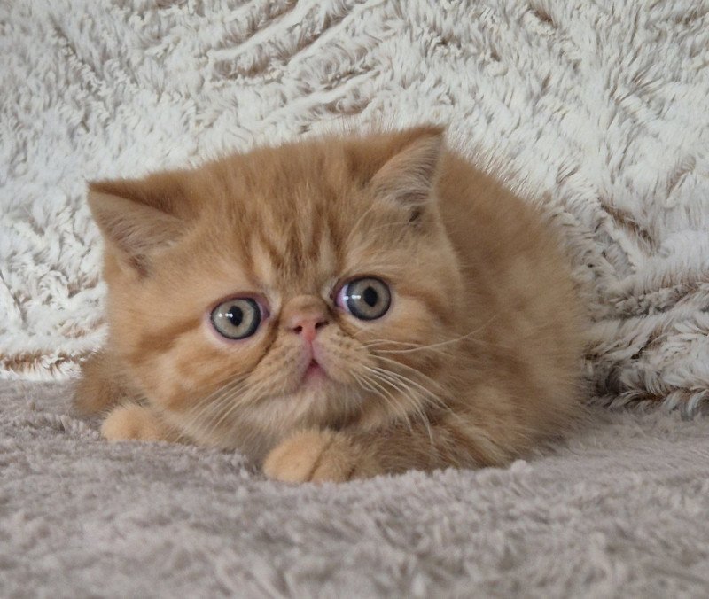 Azuki Mâle Exotic Shorthair