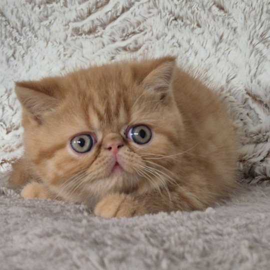 Azuki Mâle Exotic Shorthair